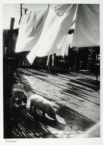 Image of Pigs and Sheets, Jackson, Mississippi