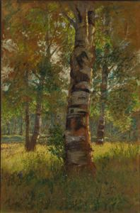 Image of Birch Trees