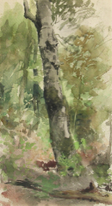 Image of Birch Tree