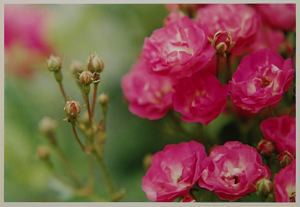 Image of Pink Roses