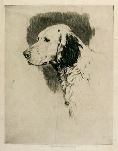 Image of Head of Setter