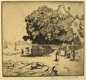 Image of Fig Tree, Ile-aux-Moines