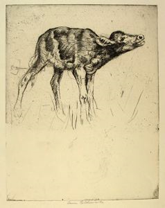 Image of Calf