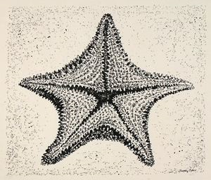 Image of Starfish