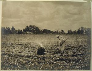 Image of The Sweet Potato Patch