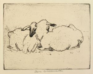 Image of Sheep