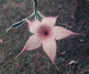 Image of Starfish Cactus