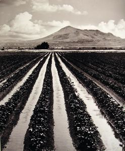 Image of Water for the Desert