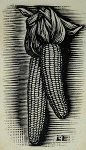 Image of Ears of Corn