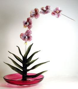 Image of Phalaenopsis-—Gold/Ruby