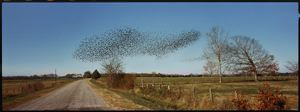 Image of Birds, Perry County, Alabama
