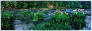 Image of Lily Shoals, Cahaba River