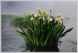 Image of Misty Morning, Cahaba River