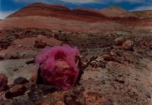 Image of Desert Rose: Utah, San Juan County