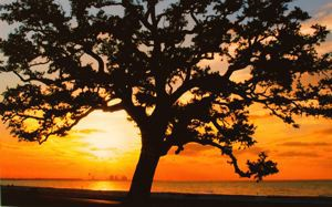 Image of Gulf Coast Oak