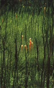 Image of Pitcher Plants