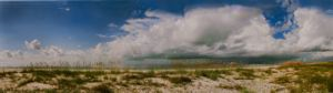 Image of Sea Oats