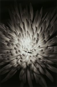 Image of Chrysanthemum Study #1