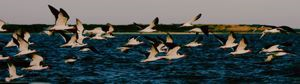 Image of Black Skimmers