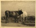 Image of Two Cows
