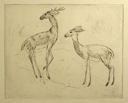 Image of Stag and Doe (No. 1)