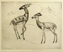 Image of Stag and Doe (No. 1)