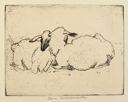 Image of Sheep