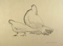 Image of Study for Pigeons (Cock And Hen)