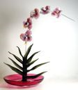 Image of Phalaenopsis-—Gold/Ruby