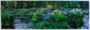 Image of Lily Shoals, Cahaba River