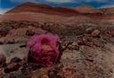 Image of Desert Rose: Utah, San Juan County