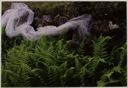 Image of Granite Ferns: New Hampshire, Cheshire County