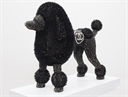 Image of Black Poodle